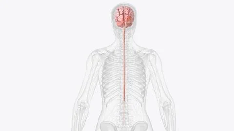 The central nervous system is the brain and spinal cord 스톡 일러스트