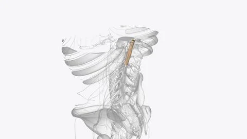 The central nervous system is the brain and spinal cord, while the peripher.. 스톡 일러스트