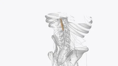 The central nervous system is the brain and spinal cord, while the peripher.. 스톡 일러스트
