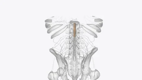 The central nervous system is the brain and spinal cord, while the peripher.. 스톡 일러스트