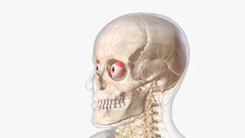 The central nervous system is the brain and spinal cord 스톡 일러스트