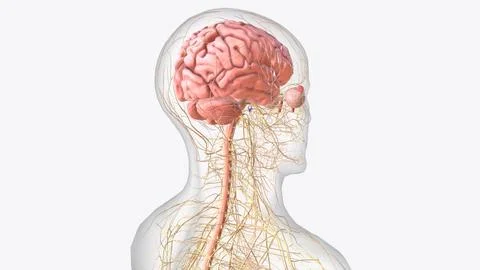 The central nervous system is the brain and spinal cord, while the peripher.. 스톡 일러스트