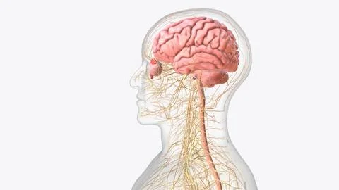 The central nervous system is the brain and spinal cord, while the peripher.. イラスト素材