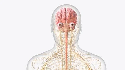 The central nervous system is the brain and spinal cord, while the peripher.. 스톡 일러스트