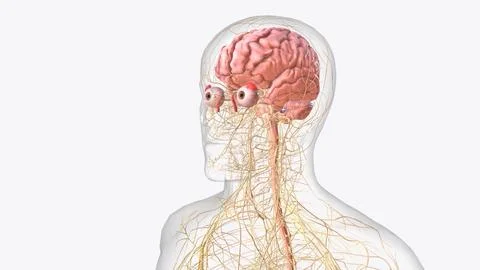 The central nervous system is the brain and spinal cord, while the peripher.. 스톡 일러스트