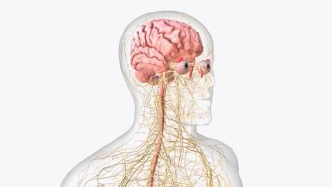 The central nervous system is the brain and spinal cord, while the peripher.. 스톡 일러스트