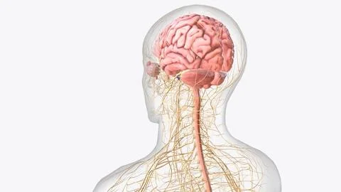 The central nervous system is the brain and spinal cord, while the peripher.. イラスト素材