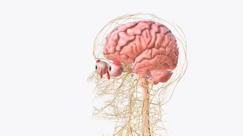 The central nervous system is the brain and spinal cord, while the peripher.. 스톡 일러스트