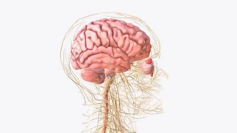 The central nervous system is the brain and spinal cord, while the peripher.. 스톡 일러스트