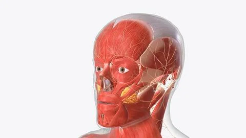 The central nervous system is the brain and spinal cord, while the peripher.. Stock Illustration