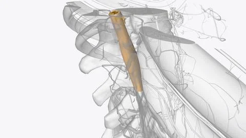 The central nervous system is the brain and spinal cord, while the peripher.. 스톡 일러스트