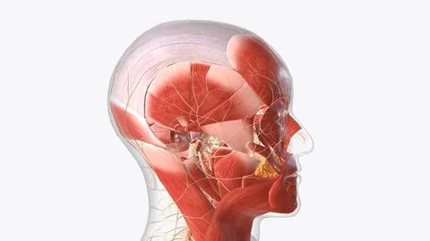 The central nervous system is the brain and spinal cord, while the peripher.. Stock Illustration