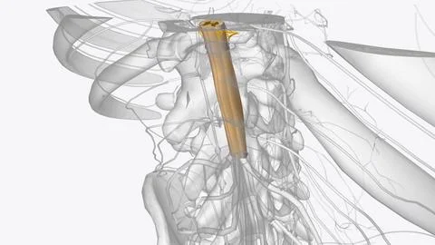 The central nervous system is the brain and spinal cord, while the peripher.. Stock Illustration