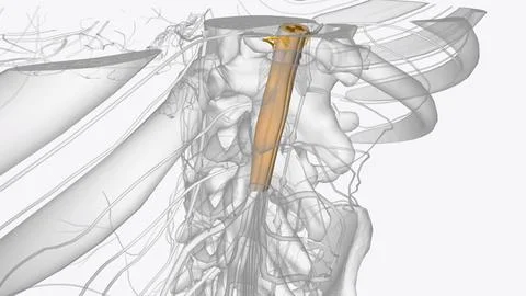 The central nervous system is the brain and spinal cord, while the peripher.. 스톡 일러스트