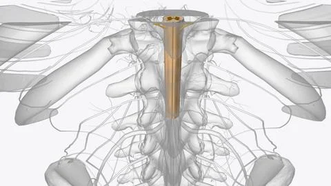The central nervous system is the brain and spinal cord, while the peripher.. イラスト素材