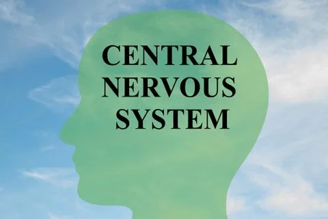 Central Nervous System brain concept Stock Illustration