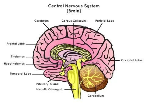 Central Nervous System Human Brain Anatomy Sagittal Section Infographic Diagram Stock Illustration