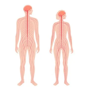 Central nervous system 스톡 일러스트