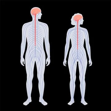 Central nervous system Stock Illustration