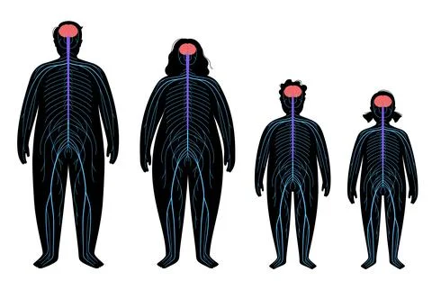 Central nervous system Stock Illustration