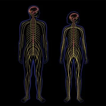 Central nervous system Stock Illustration