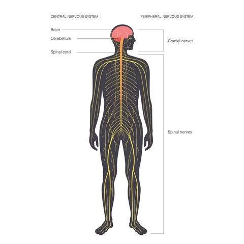 Central nervous system Stock Illustration
