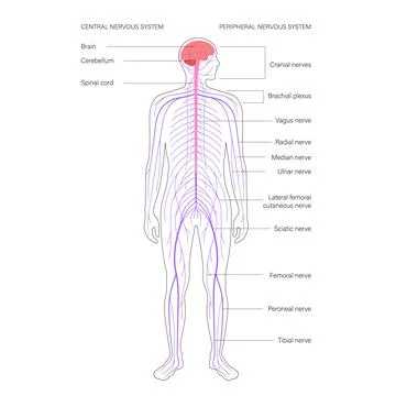 Central nervous system 스톡 일러스트