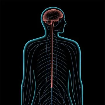 Central nervous system Stock Illustration
