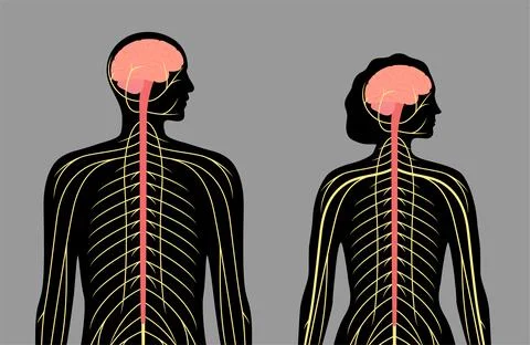 Central nervous system 스톡 일러스트