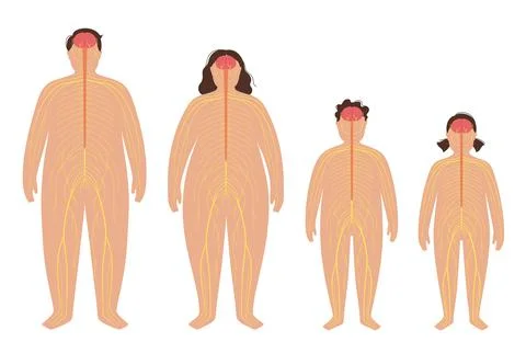 Central nervous system 스톡 일러스트