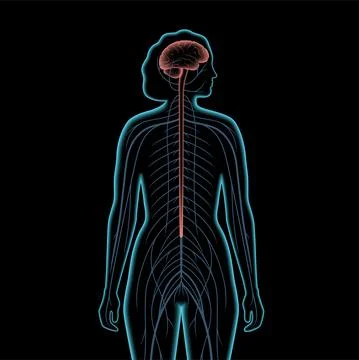 Central nervous system Stock Illustration