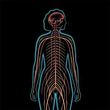 Central nervous system Stock Illustration