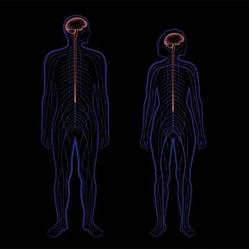 Central nervous system Stock Illustration