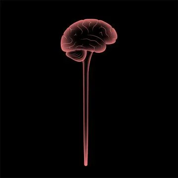 Central nervous system 스톡 일러스트