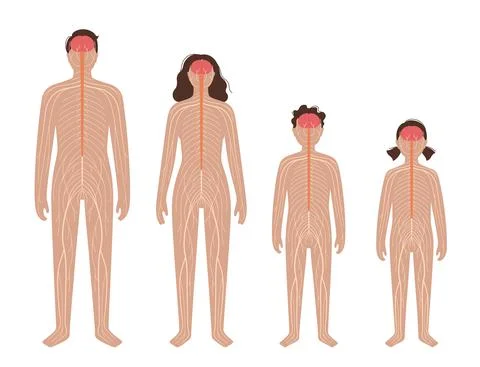 Central nervous system Stock Illustration