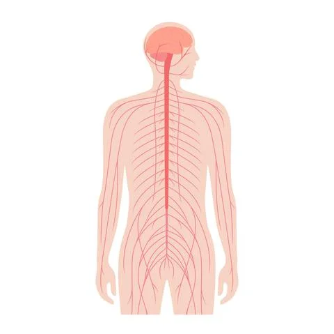 Central nervous system Stock Illustration