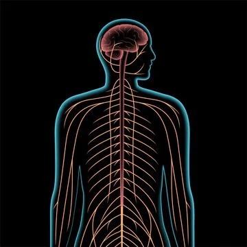 Central nervous system Stock Illustration