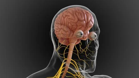 The central nervous system is made up of the brain and spinal cord 3D Stock Illustration