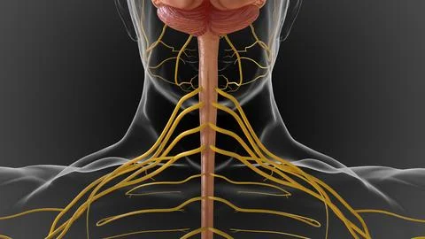 The central nervous system is made up of the brain and spinal cord 3D Stock Illustration