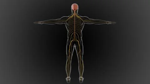 The central nervous system is made up of the brain and spinal cord 3D Stock Illustration
