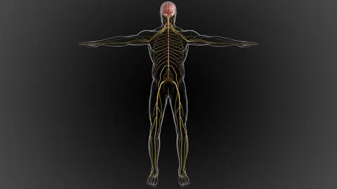 The central nervous system is made up of the brain and spinal cord 3D Stock Illustration