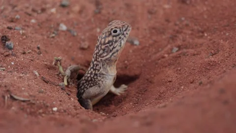 Central netted ground dragon wobbling with head up and down from hole in red Stock Footage 320446544
