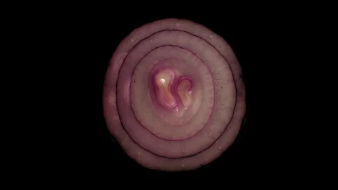 Central Onion Slice Rotating on Black Background in 60p Stock Footage 337014278