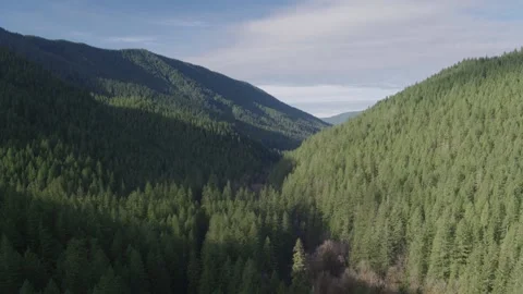 Central Oregon Forests Drone Aerial View Stock Footage 166741736
