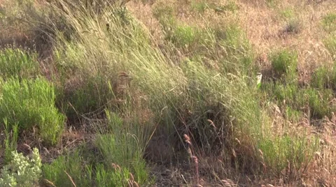 Central Oregon Grasses Pan 動画素材 62575535