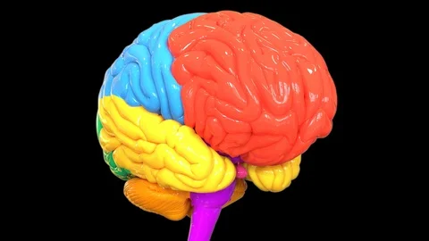 Central Organ of Human Nervous System brain Lobes Anatomy Stock-Footage 118056319