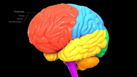 Central Organ of Human Nervous System brain Lobes Anatomy 스톡 동영상 118056516