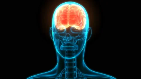 Central Organ of Human Nervous System Brain Anatomy Animation Concept Vidéo 132225068