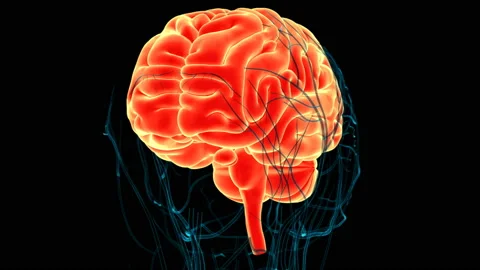 Central Organ of Human Nervous System Brain Anatomy Animation Concept Stock Footage 137293234