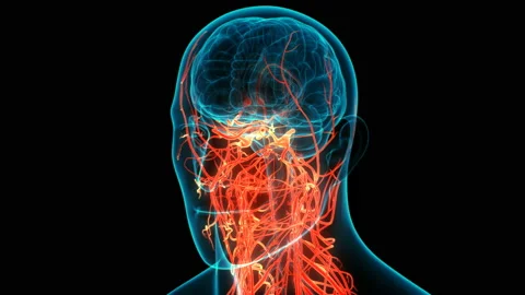 Central Organ of Human Nervous System Brain Anatomy Animation Concept Stock-Footage 137433125